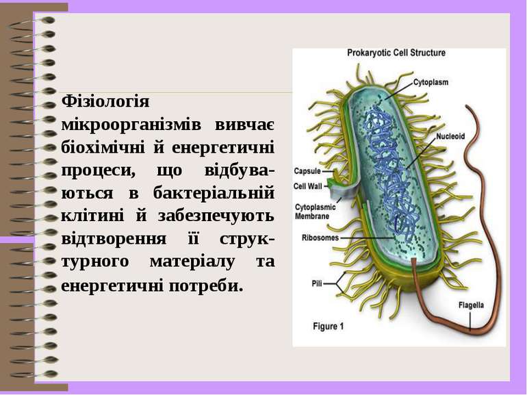 Фізіологія мікроорганізмів вивчає біохімічні й енергетичні процеси, що відбув...