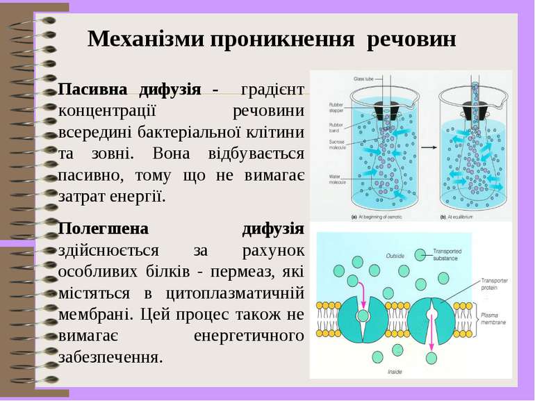 Пасивна дифузія - градієнт концентрації речовини всередині бактеріальної кліт...