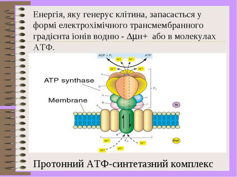 Енергія, яку генерує клітина, запасається у формі електрохімічного трансмембр...