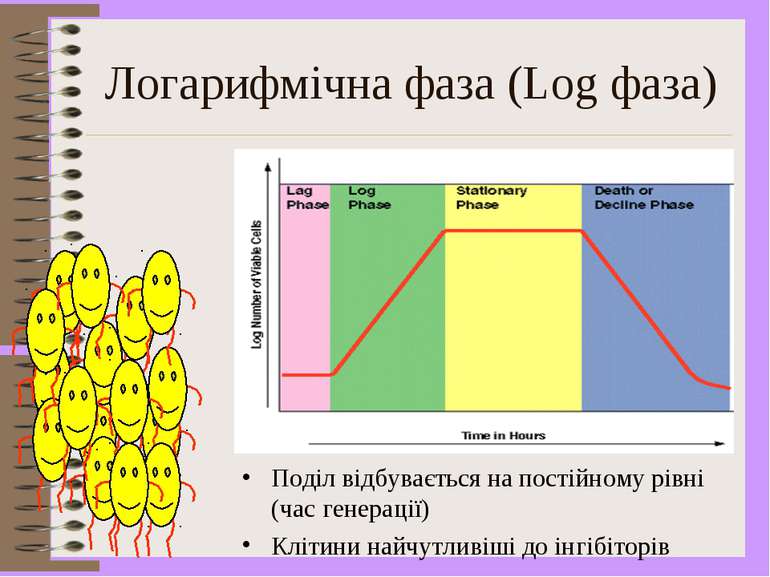 Логарифмічна фаза (Log фаза) Поділ відбувається на постійному рівні (час гене...