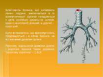 Властивість бронхів, що складають легені людини, заключається в їх асиметричн...
