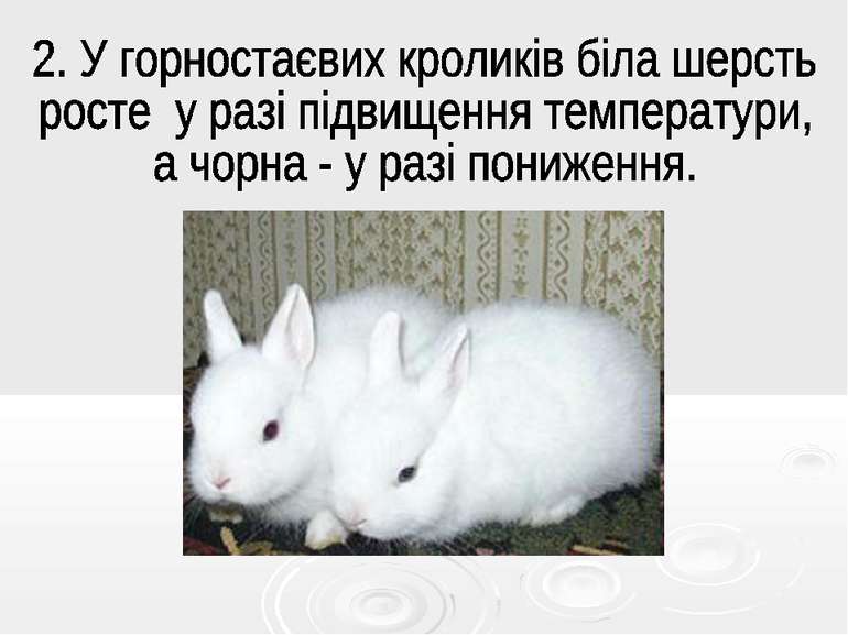 . У горностаєвих кроликів біла шерсть росте у разі підвищення температури, а ...