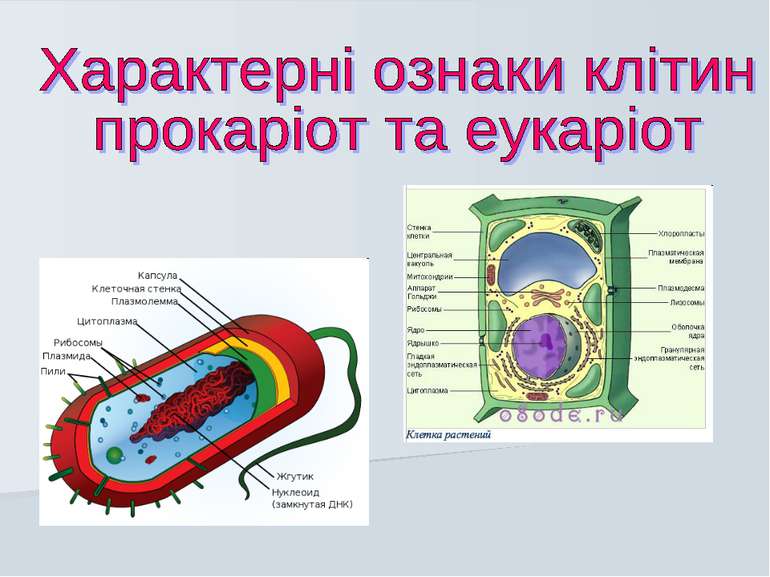 Характерні ознаки клітин прокаріот та еукаріот