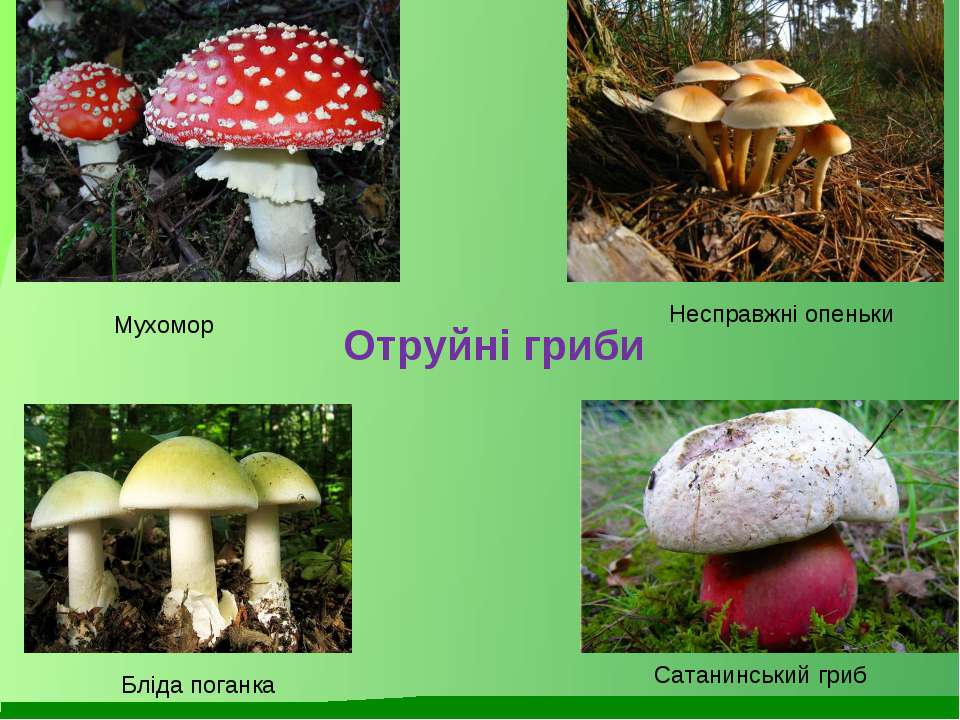 Реферат: Види грибів, їх характеристика