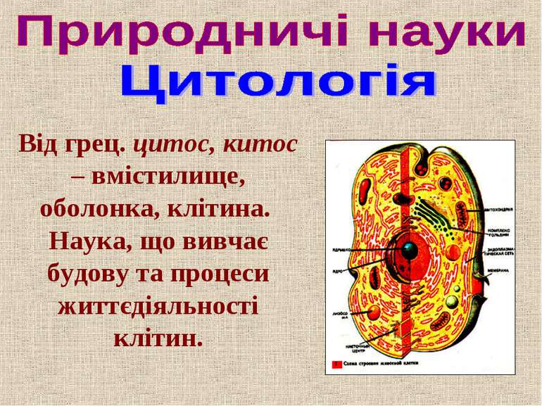 Від грец. цитос, китос – вмістилище, оболонка, клітина. Наука, що вивчає будо...