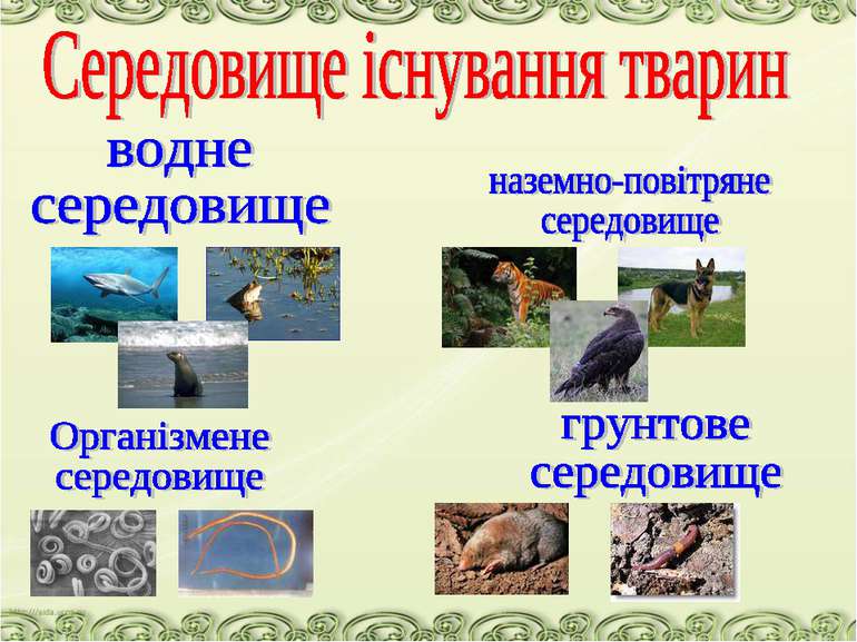 Пристосування тварин до середовища існування - презентація з біології