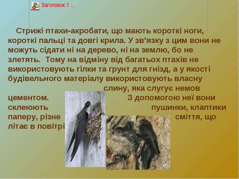 Стрижі птахи-акробати, що мають короткі ноги, короткі пальці та довгі крила. ...