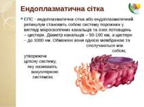ЕПС - ендоплазматична сітка або ендоплазматичний ретикулум становить собою си...