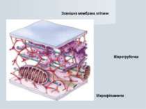 Зовнішня мембрана клітини Мікротрубочки Мікрофіламенти