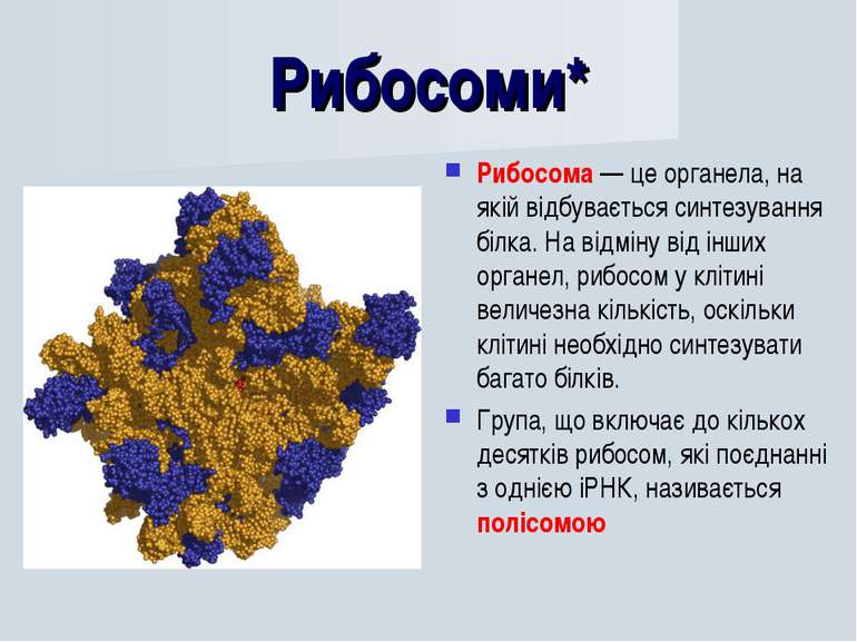 Рибосоми* Рибосома — це органела, на якій відбувається синтезування білка. На...