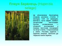 Плаун баранець (Huperzia selago) Це вічнозелена багаторічна спорова рослина. ...