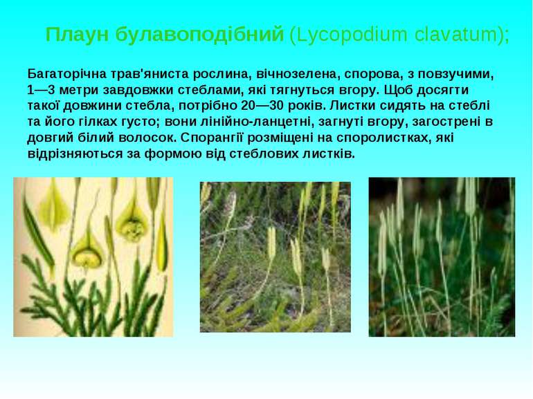 Плаун булавоподібний (Lycopodium clavatum); Багаторічна трав'яниста рослина, ...