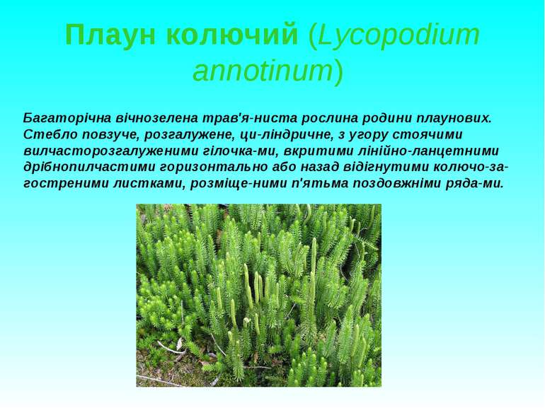 Плаун колючий (Lycopodium annotinum) Багаторічна вічнозелена трав'я ниста рос...
