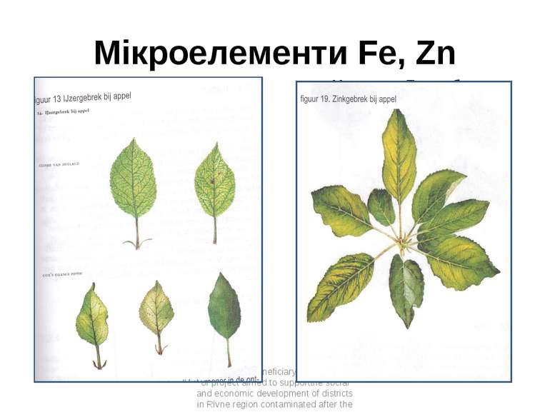 Мікроелементи Fe, Zn Assistance to Beneficiary and Endusers of project aimed ...
