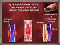 розширення та стиснення   артерії Руху крові у венах сприяє скорочення скелет...