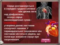 Серце розташовується в середині грудної клітини між двома легкими над діафраг...