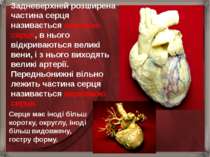 Задневерхней розширена частина серця називається основою серця, в нього відкр...