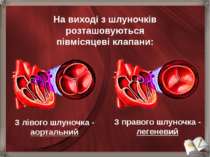 З лівого шлуночка - аортальний На виході з шлуночків розташовуються півмісяце...