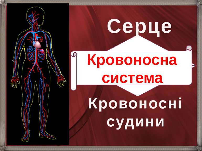 Серце Кровоносні судини Кровоносна система