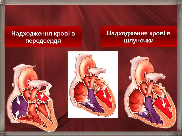 Надходження крові в шлуночки Надходження крові в передсердя