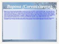 Ворона (Corvus corone) Ворона (Corvus corone) птах ряду горобцеподібних, довж...