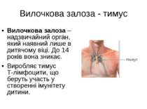 Вилочкова залоза - тимус Вилочкова залоза – надзвичайний орган, який наявний ...
