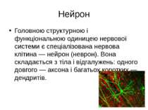 Нейрон Головною структурною і функціональною одиницею нервової системи є спец...