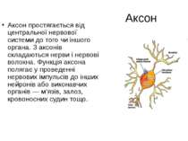 Аксон Аксон простягається від центральної нервової системи до того чи іншого ...