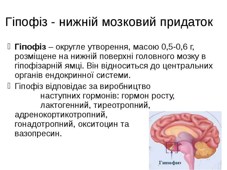 Гіпофіз - нижній мозковий придаток Гіпофіз – округле утворення, масою 0,5-0,6...