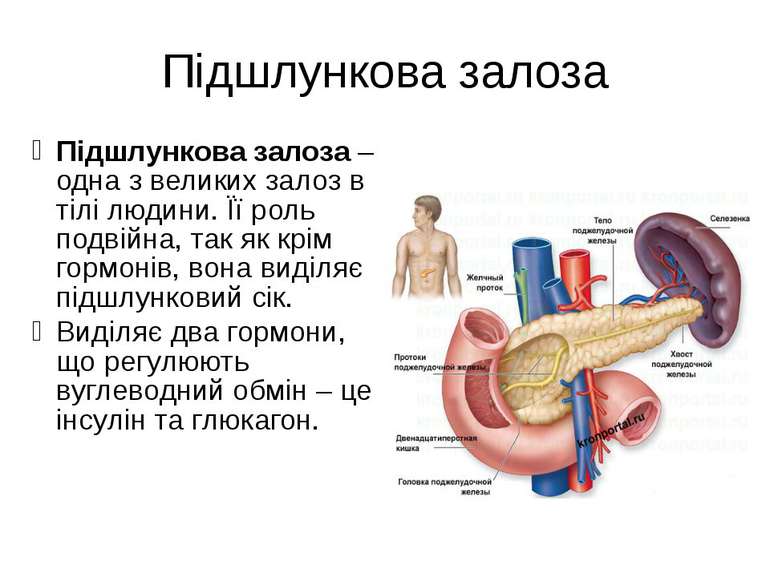 Підшлункова залоза Підшлункова залоза – одна з великих залоз в тілі людини. Ї...