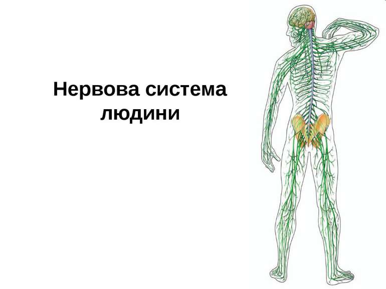 Нервова система людини