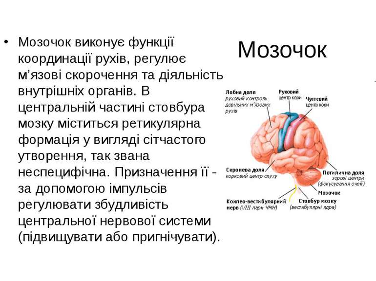 Мозочок Мозочок виконує функції координації рухів, регулює м’язові скорочення...