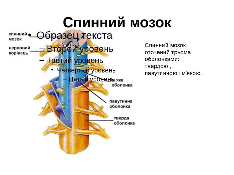 Спинний мозок Спинний мозок оточений трьома оболонками: твердою , павутинною ...