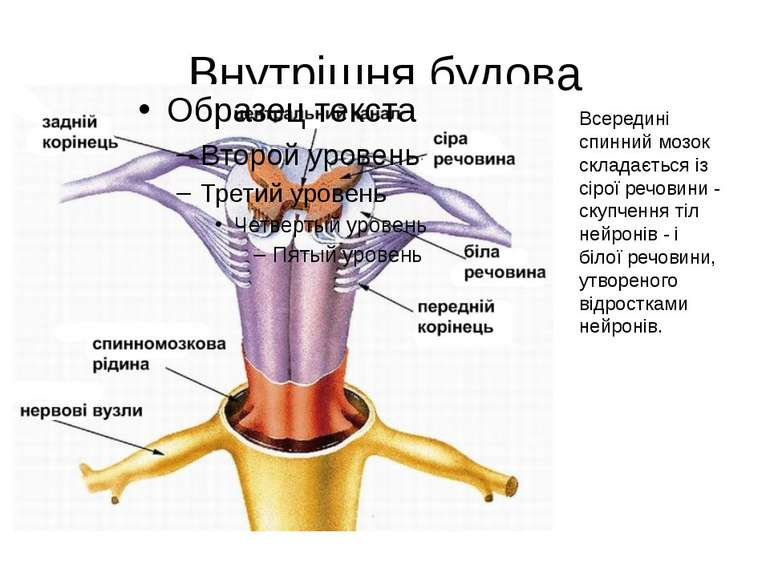 Внутрішня будова Всередині спинний мозок складається із сірої речовини - скуп...