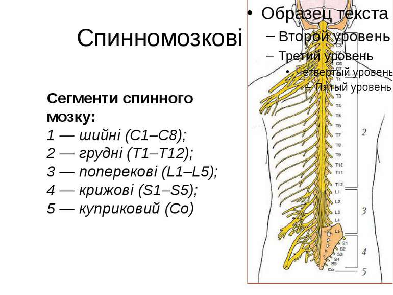 Спинномозкові нерви Сегменти спинного мозку: 1 — шийні (С1–С8); 2 — грудні (Т...