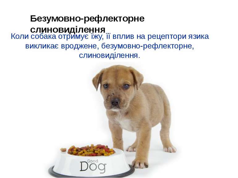 Коли собака отримує їжу, її вплив на рецептори язика викликає вроджене, безум...
