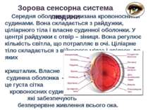 Середня оболонка пронизана кровоносними судинами. Вона складається з райдужки...