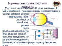 Зорова сенсорна система людини У сітківці нараховують 130 млн. паличок і 7 мл...