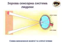 Зорова сенсорна система людини Схема визначення жовтої та сліпої плями