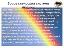 Багатоколірність сприймається завдяки тому, що колбочки реагують на певний сп...