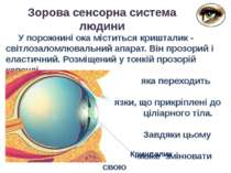 У порожнині ока міститься кришталик - світлозаломлювальний апарат. Він прозор...