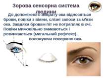 До допоміжного апарату ока відносяться брови, повіки з віями, слізні залози т...
