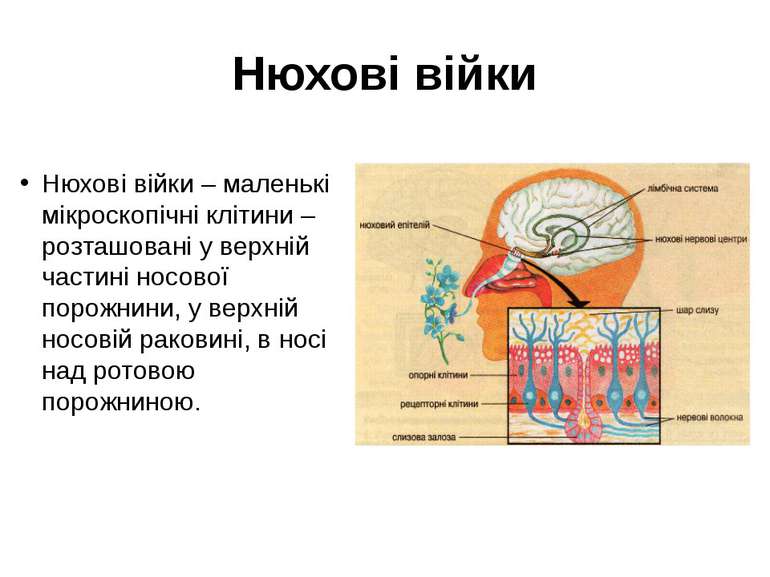 Нюхові війки Нюхові війки – маленькі мікроскопічні клітини – розташовані у ве...