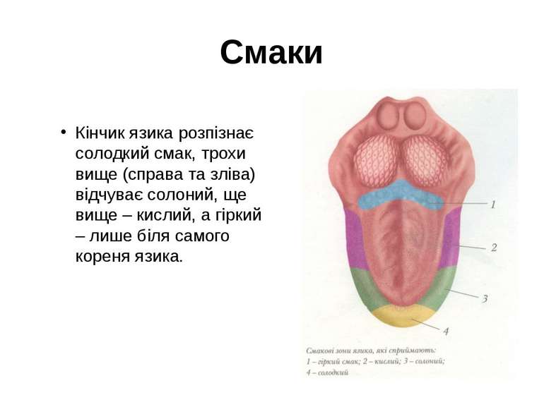 Смаки Кінчик язика розпізнає солодкий смак, трохи вище (справа та зліва) відч...