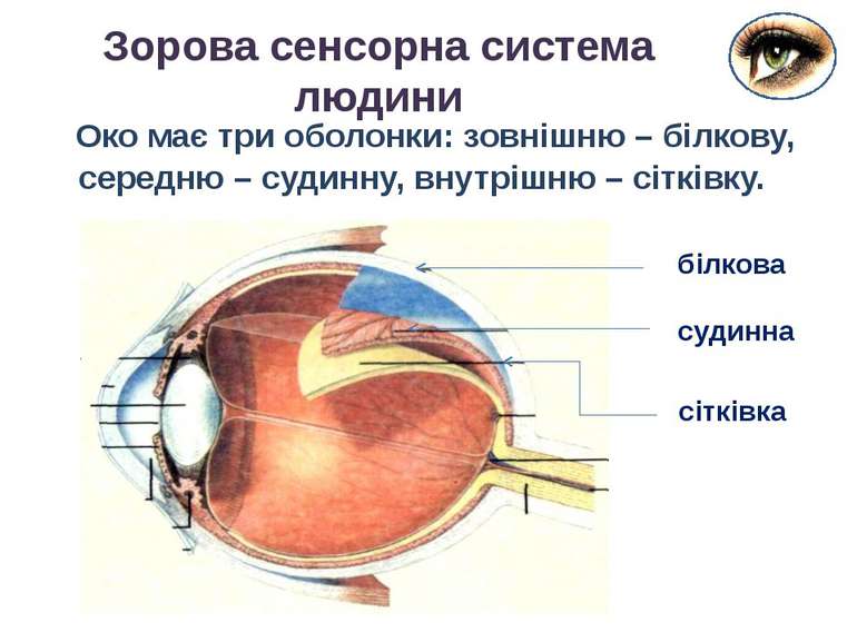 Око має три оболонки: зовнішню – білкову, середню – судинну, внутрішню – сітк...