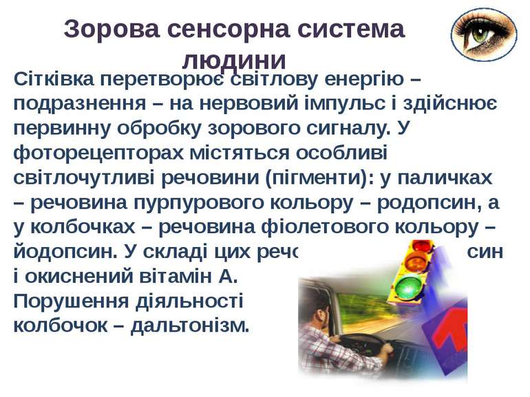 Сітківка перетворює світлову енергію – подразнення – на нервовий імпульс і зд...