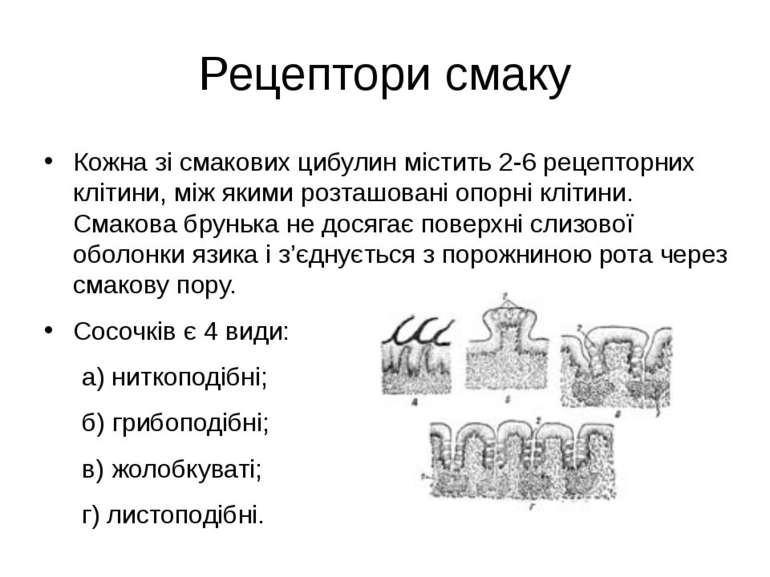 Рецептори смаку Кожна зі смакових цибулин містить 2-6 рецепторних клітини, мі...