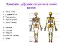 Позначте цифрами перелічені нижче кістки: Лобна кістка Скронева кістка Тім'ян...