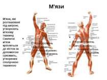 М'язи, які розташовані під шкірою, утворюють м'язову тканину. Скелетні м'язи ...