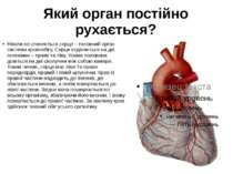 Який орган постійно рухається? Ніколи не спиняється серце – головний орган си...